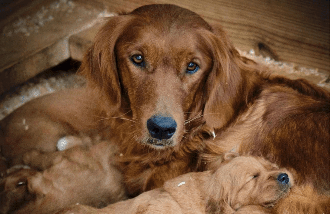 Nebraska with New Pups PBG Kennels
