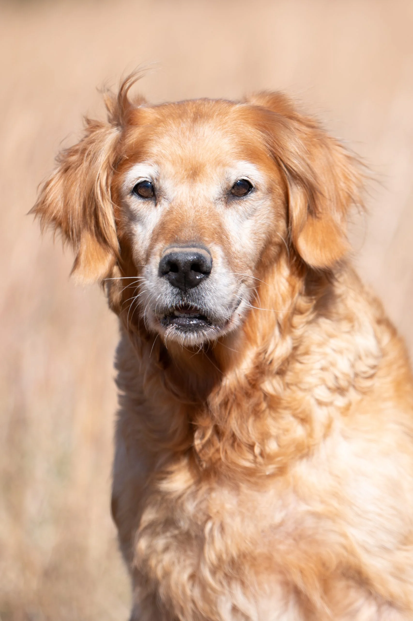 Abby PBG Kennels